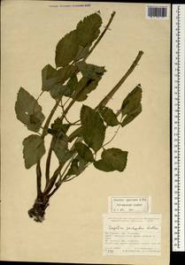 Angelica sylvestris subsp. sylvestris, Зарубежная Азия (ASIA) (Турция)