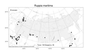Ruppia maritima, Руппия морская L., Атлас флоры России (FLORUS) (Россия)