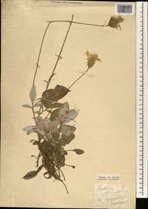 Psephellus simplicicaulis (Boiss. & A. Huet) Wagenitz, Зарубежная Азия (ASIA) (Турция)