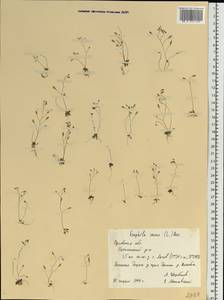 Крупка весенняя L., Восточная Европа, Центральный лесостепной район (E6) (Россия)