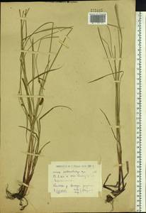 Осока джунгарская Kar. & Kir., Сибирь, Западный (Казахстанский) Алтай (S2a) (Казахстан)