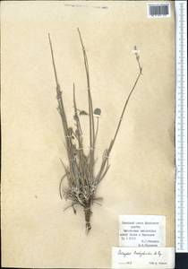 Astragalus brachyrachis Popov, Средняя Азия и Казахстан, Памир и Памиро-Алай (M2) (Киргизия)