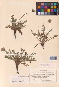 Одуванчик рассеченнолистный (Ledeb.) Ledeb., Сибирь, Дальний Восток (S6) (Россия)
