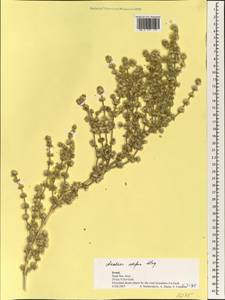 Anabasis setifera Moq., Зарубежная Азия (ASIA) (Израиль)