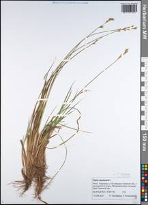 Осока седеющая, Осока сероватая, Сибирь, Западная Сибирь (S1) (Россия)