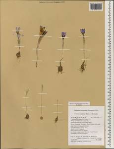 Crocus cyprius Boiss. & Kotschy, Зарубежная Азия (ASIA) (Кипр)
