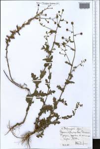 Dichrocephala chrysanthemifolia var. alpina (R. E. Fr.) Beentje, Африка (AFR) (Эфиопия)