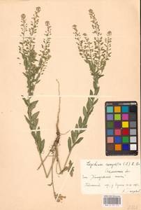 Клоповник полевой, Кресс полевой (L.) W.T.Aiton, Восточная Европа, Южно-Украинский район (E12) (Украина)