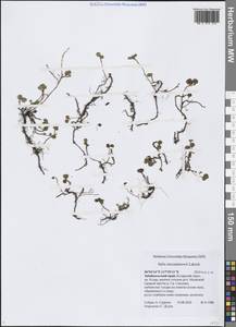 Ива Турчанинова Laksch., Сибирь, Прибайкалье и Забайкалье (S4) (Россия)