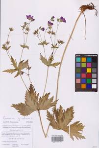 Герань лесная L., Восточная Европа, Московская область и Москва (E4a) (Россия)