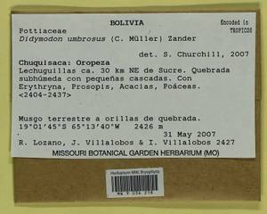 Trichostomopsis umbrosa (Müll. Hal.) H. Rob., Гербарий мохообразных, Мхи - Америка (BAm) (Боливия)