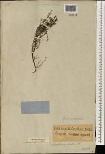 Erica paucifolia subsp. ciliata (Klotzsch) E. G. H. Oliv., Африка (AFR) (ЮАР)