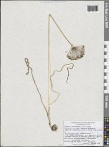 Лук обманчивый Fisch. ex Schult. & Schult.f., Восточная Европа, Центральный лесостепной район (E6) (Россия)