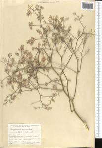 Lepidium paniculatum (Regel & Schmalh.) Al-Shehbaz, Средняя Азия и Казахстан, Памир и Памиро-Алай (M2) (Узбекистан)