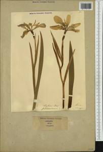 Iris foetidissima L., Западная Европа (EUR) (Италия)