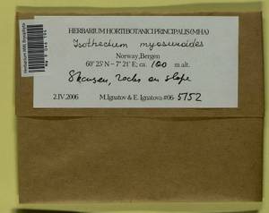 Pseudisothecium myosuroides (Brid.) Grout, Гербарий мохообразных, Мхи - Западная Европа (BEu) (Норвегия)