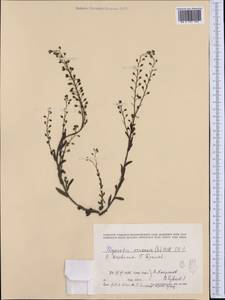 Незабудка полевая (L.) Hill, Западная Европа (EUR) (Норвегия)