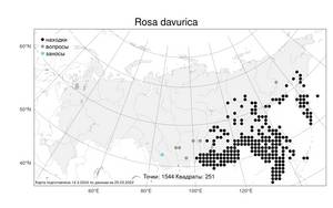 Rosa davurica, Шиповник даурский Pall., Атлас флоры России (FLORUS) (Россия)