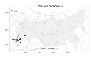 Pholiurus pannonicus, Чешуехвостник паннонский (Host) Trin., Атлас флоры России (FLORUS) (Россия)
