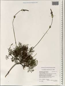Lavandula canariensis (L.) Mill., Африка (AFR) (Испания)