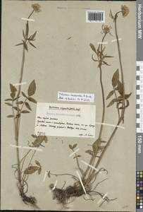 Валериана сердечниковая M.Bieb., Кавказ, Южная Осетия (K4b) (Южная Осетия)