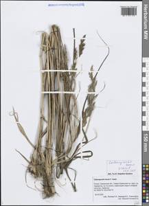 Calamagrostis tenuissima Charit., Сибирь, Дальний Восток (S6) (Россия)