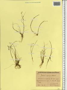 Juncus bulbosus subsp. bulbosus, Восточная Европа, Северо-Западный район (E2) (Россия)