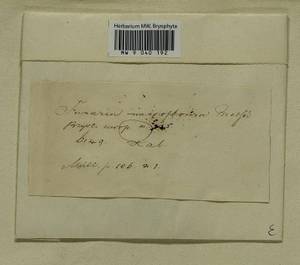 Funaria microstoma Bruch ex Schimp., Гербарий мохообразных, Мхи - Западная Европа (BEu) (Неизвестно)