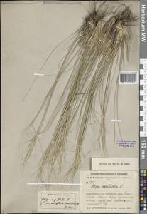 Ковыль сарепский A.K.Becker, Средняя Азия и Казахстан, Муюнкумы, Прибалхашье и Бетпак-Дала (M9) (Казахстан)