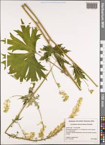 Aconitum lycoctonum subsp. lasiostomum (Rchb.) Warncke, Восточная Европа, Московская область и Москва (E4a) (Россия)