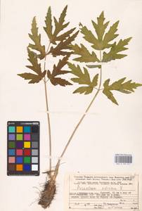 Heracleum sphondylium subsp. sibiricum (L.) Simonk., Восточная Европа, Северный район (E1) (Россия)