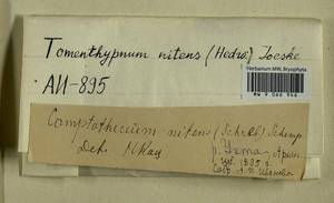 Tomentypnum nitens (Hedw.) Loeske, Гербарий мохообразных, Мхи - Архангельская и Вологодская области, Коми, Ненецкий АО (B7) (Россия)