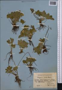 Земляника зеленая, Полуница Duchesne, Средняя Азия и Казахстан, Джунгарский Алатау и Тарбагатай (M5) (Казахстан)