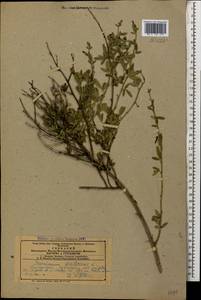 Chrysojasminum fruticans (L.) Banfi, Кавказ, Азербайджан (K6) (Азербайджан)