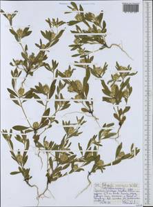Polygala arenaria Willd., Африка (AFR) (Эфиопия)