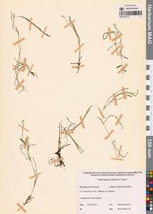 Рдест сибирский A.Benn., Сибирь, Чукотка и Камчатка (S7) (Россия)