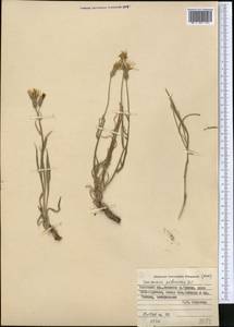Pseudopodospermum pubescens (DC.) Zaika, Sukhor. & N. Kilian, Средняя Азия и Казахстан, Памир и Памиро-Алай (M2) (Киргизия)