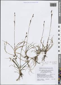 Осока влагалищная, Сибирь, Прибайкалье и Забайкалье (S4) (Россия)