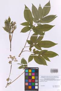 Бутень ароматный L., Восточная Европа, Московская область и Москва (E4a) (Россия)