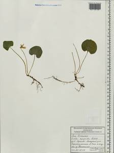 Фиалка лысая Ledeb., Восточная Европа, Московская область и Москва (E4a) (Россия)