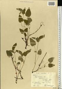 Viola canina subsp. ruppii (All.) Schübl. & G. Martens, Восточная Европа, Северный район (E1) (Россия)