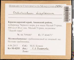 Orthotrichum diaphanum Schrad. ex Brid., Гербарий мохообразных, Мхи - Северный Кавказ и Предкавказье (B12) (Россия)