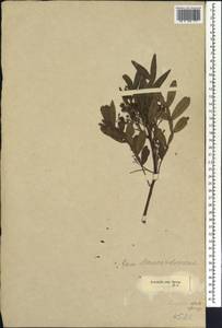 Loxostylis alata Spreng. ex Rchb., Африка (AFR) (ЮАР)