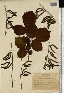 Орешник обыкновенный, Лещина обыкновенная L., Восточная Европа, Московская область и Москва (E4a) (Россия)