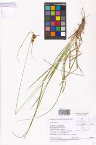 Осока желтая L., Восточная Европа, Центральный район (E4) (Россия)