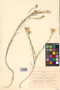Erysimum quadrangulum Desf., Восточная Европа, Северо-Украинский район (E11) (Украина)