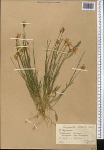 Campanula albertii Trautv., Средняя Азия и Казахстан, Западный Тянь-Шань и Каратау (M3) (Казахстан)