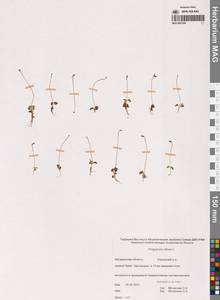 Жирянка волосистая, Жирянка мохнатая L., Сибирь, Чукотка и Камчатка (S7) (Россия)