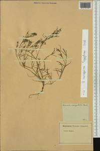 Caryophyllaceae, Западная Европа (EUR)