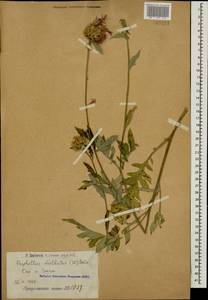 Псефеллюс подбеленный (Willd.) C. Koch, Кавказ, Армения (K5) (Армения)